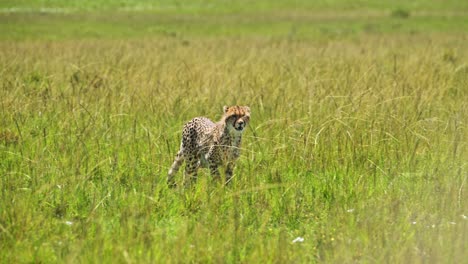 Slow-Motion-of-Cheetah-Cubs-Walking-in-Luscious-Lush-Green-Long-Grass-Savannah-Plains-in-Maasai-Mara,-Africa,-Cute-Young-Baby-Animals-on-African-Wildlife-Safari-in-Masai-Mara,-Kenya