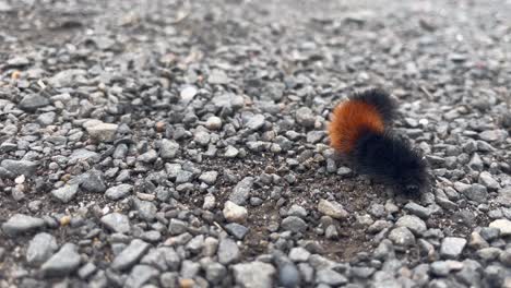 Woollybear-Caterpillar-Crawling-On-Pebbles-On-The-Ground