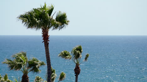 Long-lens-shot-of-palm-trees-with-blue-sky-and-ocean-in-the-background