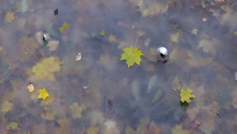 Yellow-Autumn-Beauty:-Frozen-Pond-Underwater-with-Flower-and-Leaves,-Yellow-leaf-floating-in-frozen-pond,-under-water,-surrounded-by-frozen-surface