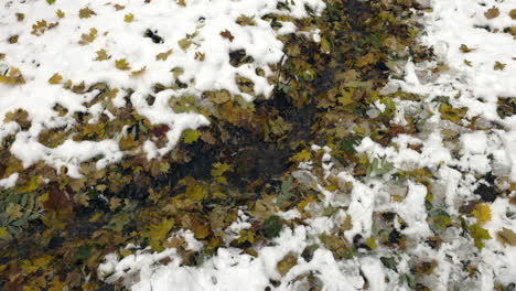 Ein-Mit-Gelben-Herbstblättern-Bedeckter-Bach-Fließt-Im-Herbst-Durch-Einen-Verschneiten-Wald