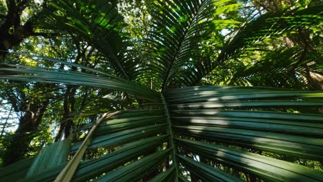 thin-leaves-of-saw-palmetto-rised-to-the-sunshine