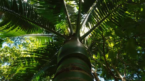 Ansicht-Von-Unten-Der-Kokospalmen