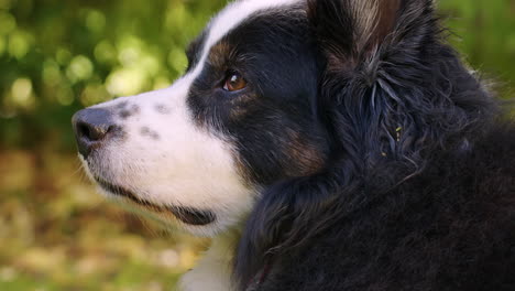 Mittlere-Porträtaufnahme-Eines-Hundes,-Der-Auf-Die-Linke-Seite-Des-Bildes-Blickt-Und-Das-Wetter-Genießt