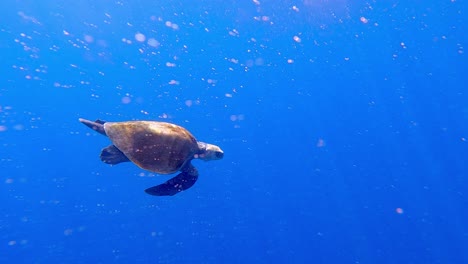 Olive-Ridley-Meeresschildkröte-Schwimmt-Im-Meer,-Mazunte,-Oaxaca,-Mexiko,-Zeitlupe