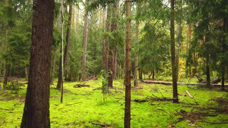 Wunderschöne-Landschaft-Im-Moosigen-Wald,-Umgeben-Von-Grünen-Nadelbäumen