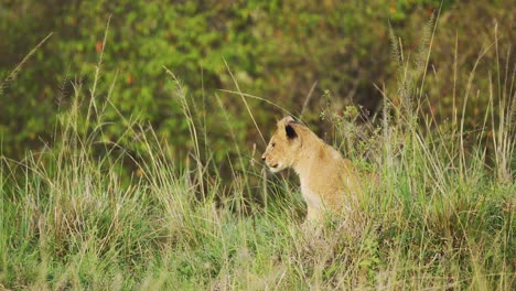Junge-Löwenbabys-Und-Mutter-Ruhen-Im-Schutz-üppiger-Vegetation-In-Dichter-Vegetation,-Afrikanische-Tierwelt-Im-Masai-Mara-Nationalreservat,-Kenia,-Große-Fünf-Afrikanische-Safaritiere