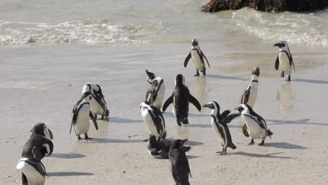 Colonia-De-Pingüinos-Africanos-Secándose-En-La-Arena-De-La-Playa-De-Boulders,-Península-Del-Cabo,-Sudáfrica