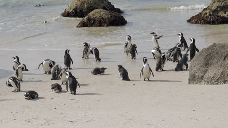 Big-colony-of-african-penguins-drying-themselves-in-the-sand-of-Boulders-Beach,-Cape-Peninsula,-South-Africa