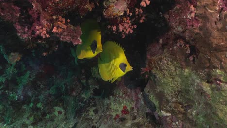 Two-butterflyfish-hiding-under-coral-outcrop