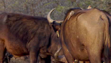 Großer-Afrikanischer-Büffel-Mit-Niedlichen-Vögeln-über-Seinem-Gesicht,-In-Atemberaubender-Sonnenuntergangsbeleuchtung