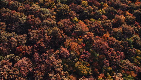 Aerial-filming-above-the-forest-in-the-superb-colors-of-autumn,-in-the-golden-hour-from-sunset