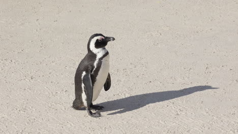 African-penguin-on-the-sand-alone,-drying-and-cleaning-himself-in-Boulders-Beach,-Cape-Peninsula,-South-Africa