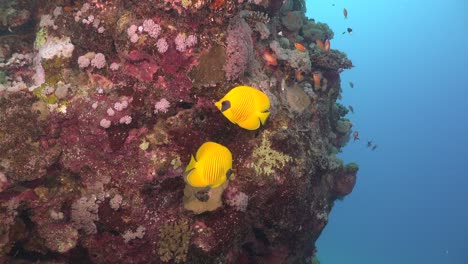 Gelbe-Falterfische-Schwimmen-Um-Große-Korallenfelsen-Im-Roten-Meer
