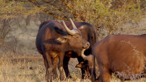 Gruppe-Junger-Afrikanischer-Büffel,-Die-Bei-Sonnenuntergang-In-Der-Savanne-Des-Krüger-Nationalparks-In-Südafrika-Grasen