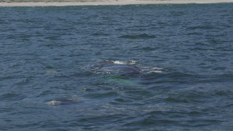 Back-of-a-southern-right-whale-with-callosities-swiming-on-the-surface-of-the-sea-in-Hermanus,-South-Africa