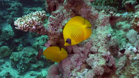 Two-yellow-butterflyfish-swimming-over-reef-in-the-Red-Sea