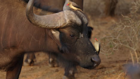 Close-up-of-a-big-african-buffalo-with-cute-birds-over-his-face,-in-amazing-sunset-lighting