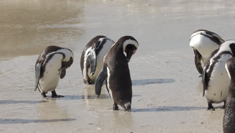 Grupo-De-Tres-Pingüinos-Africanos-Secándose-Y-Limpiándose-En-La-Arena-De-La-Playa-De-Boulders,-Península-Del-Cabo,-Sudáfrica