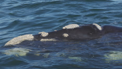Big-southern-right-whale-with-callosities-comes-to-the-surface-of-the-water-to-breathe-and-expels-water,-in-Hermanus,-South-Africa