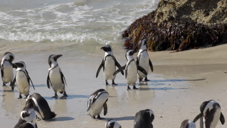 Grupo-De-Pingüinos-Africanos-Saliendo-Del-Agua-Y-Secándose-Y-Limpiándose-En-La-Arena-De-La-Playa-De-Boulders,-Península-Del-Cabo,-Sudáfrica