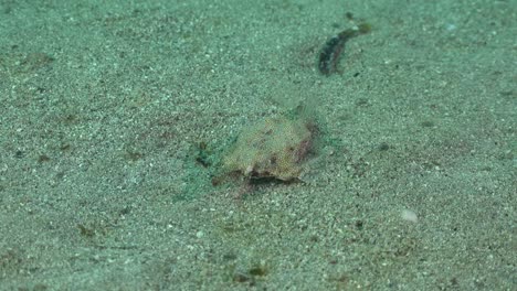 Sea-moth-moving-over-sand-on-ocean-floor-in-the-Red-Sea