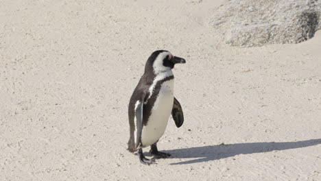 African-penguin-walking-on-the-sand-alone,-drying-and-cleaning-himself-in-Boulders-Beach,-Cape-Peninsula,-South-Africa