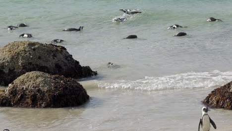 Colonia-De-Pingüinos-Africanos-Y-Uno-De-Ellos-Va-A-Nadar,-En-La-Playa-De-Boulders,-Península-Del-Cabo,-Sudáfrica