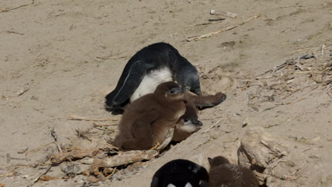 Zwei-Kleine-Afrikanische-Pinguine-Ruhen-Sich-Mit-Ihrer-Mutter-Im-Sand-Am-Boulders-Beach-Auf-Der-Kaphalbinsel-In-Südafrika-Aus