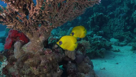 Two-yellow-butterflyfish-swimming-around-table-coral