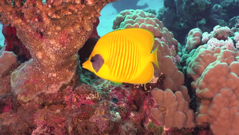 Single-yellow-butterflyfish-on-coral-reef
