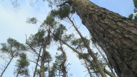 Tall-pine-tree-close-up-move-past-with-focus-on-background-pines-swaying-in-wind