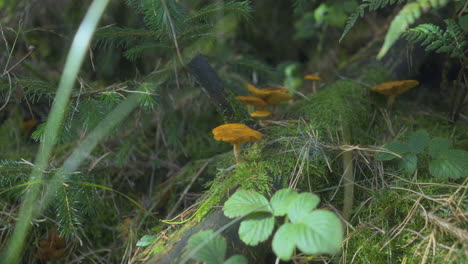 Orange-mushrooms-growing-on-mossy-fallen-branch-in-English-woodland-in-Autumn