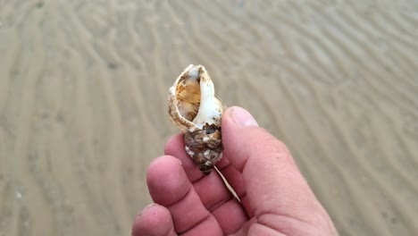 Male-hand-holding-hermit-crab-hidden-inside-small-scavenged-mollusc-seashell-on-windy-beach-in-Anglesey,-North-Wales
