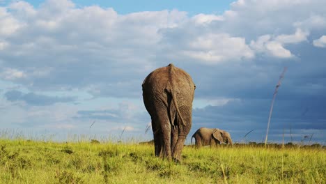 Toma-En-Cámara-Lenta-De-La-Espalda-De-Un-Gran-Elefante-Alejándose-De-La-Cámara-Con-Nubes-Tormentosas-Arriba,-Vida-Silvestre-Africana-En-La-Reserva-Nacional-Masai-Mara,-Kenia,-Animales-De-Safari-Africanos-En-Masai-Mara