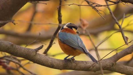 Varied-tit-bird-eating-pignoli-pine-nut-perched-on-branch-close-up
