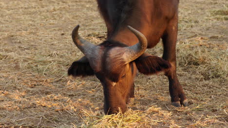 Nahaufnahme-Eines-Großen-Afrikanischen-Büffels-Beim-Grasen,-Mit-Atemberaubender-Sonnenuntergangsbeleuchtung