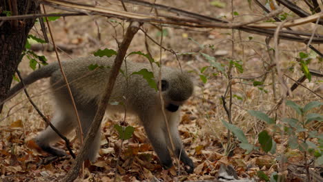Cute-vervet-monkey-walking-over-the-fallen-leaves-and-looking-for-food-in-the-Kruger-National-Park,-South-Africa