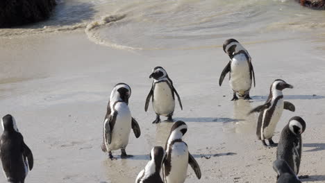Colonia-De-Pingüinos-Africanos-Saliendo-Del-Agua-Y-Secándose-Y-Limpiándose-En-La-Arena-De-La-Playa-De-Boulders,-Península-Del-Cabo,-Sudáfrica
