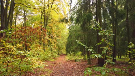 Relaxing-Walk-in-Colorful-Forest-in-Fall-Season-of-European-Landscape