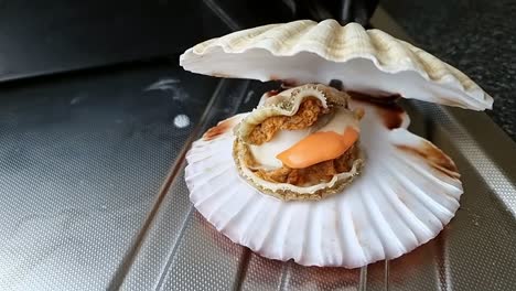 Whole-Bay-scallop-edible-saltwater-clam-inside-jumbo-shell-on-aluminium-kitchen-surface