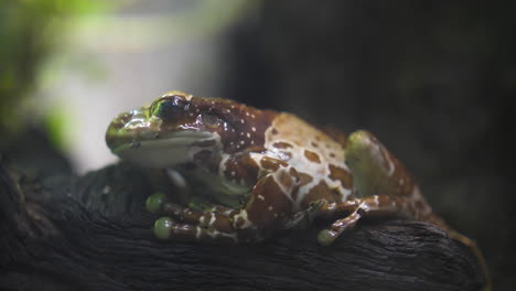 Mission-golden-eyed-tree-frog,-Amazon-milk-frog-,-Trachycephalus-resinifictrix
