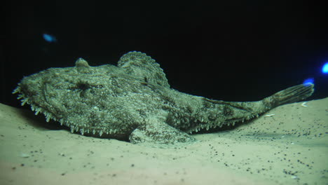 Monkfish-anglerfish-lophius-underwater-on-sand-Montpellier-seaquarium