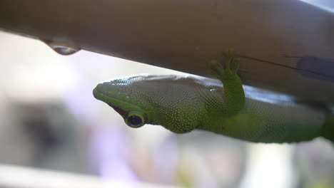 Grüner-Gecko-Gekkota-Kopfüber-Auf-Einem-Bambus.-Makro-Schließen