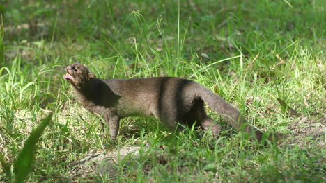jaguarundi-(Herpailurus-yagouaroundi)-eating-grass-in-French-Guiana-zoo.
