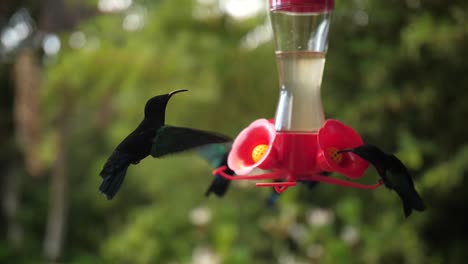 humming-bird-flying-and-eating-drinking-nectar-in-slowmotion.