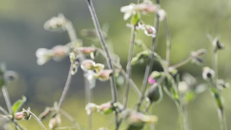 Budding-flowers-in-a-field-close-up-shot-south-of-France-Occitanie