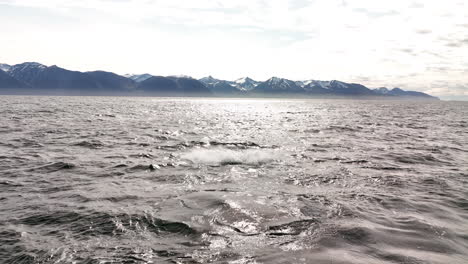 Buckelwalschwanz-Klatscht-Wasser-In-Island,-Luftaufnahme-In-Zeitlupe