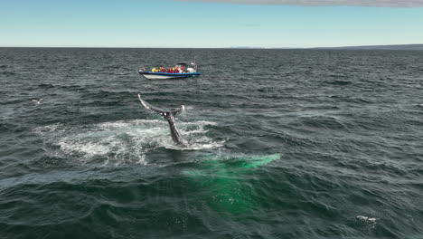 boat-tourist-watching-an-humpback-whale-Megaptera-novaeangliae-slapping-his-tail