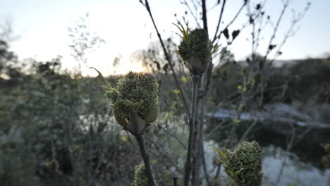 Vegetation-close-up-of-buds-opening-sunset-south-of-France